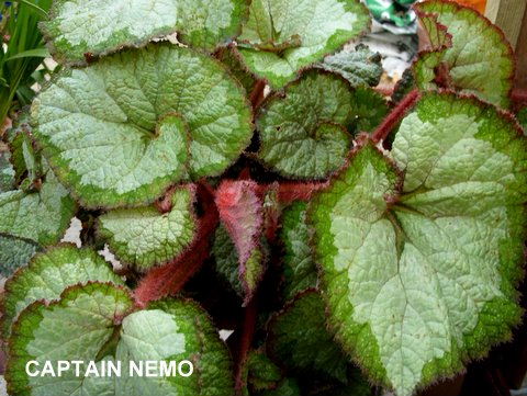 B. ‘Captain Nemo’
